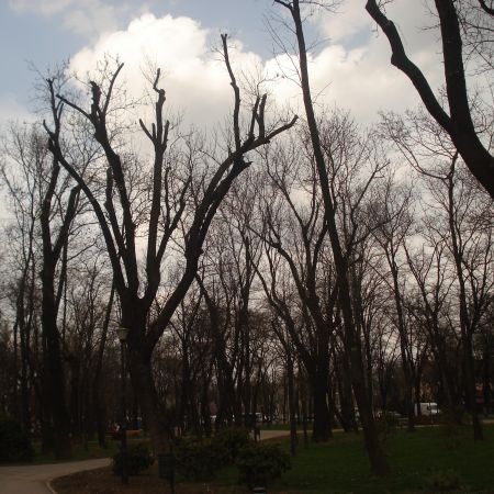 Parcul Kiseleff (Mihaela)